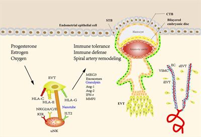 The role of extravillous trophoblasts and uterine NK cells in vascular remodeling during pregnancy